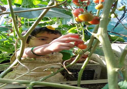 Lawns & Plantation Services in Gandhi Nagar